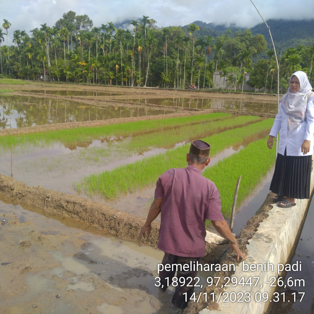 LAHAN PERSEMAIAN PADI